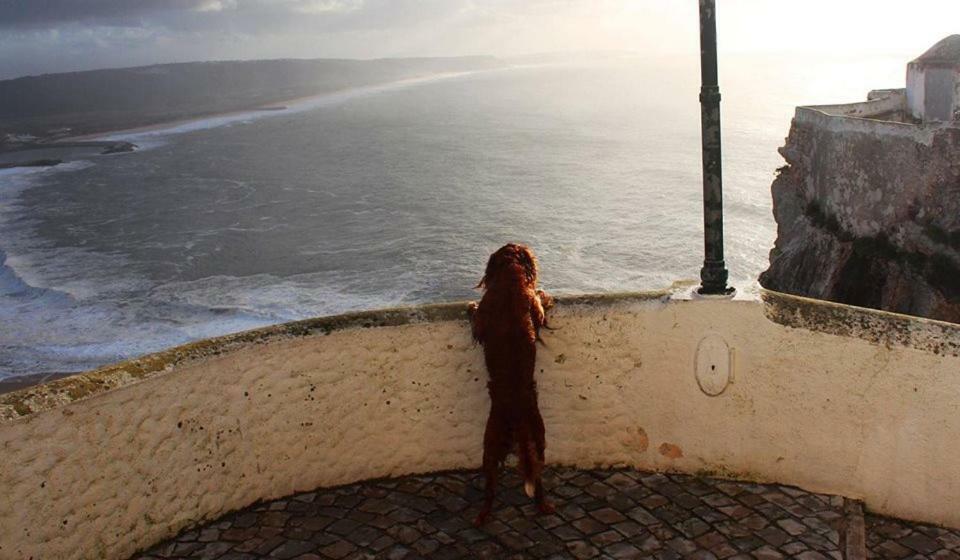 Nazare - The Little Star Nazaré Exterior foto